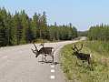 Rentiere - Finnland