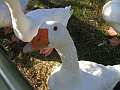 finnische Gans