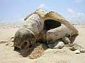 tote Schildkröte am Strand in Ghana