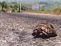 türkische Schildkröte