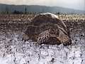 Schildkröte in der Türkei