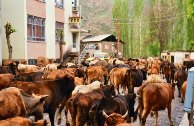 Viehtrieb durch ein anatolisches Dorf