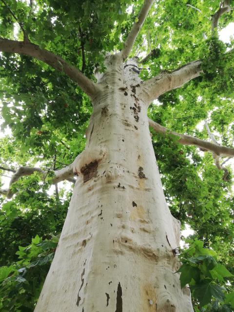 alte Platanen im Schlosspark von Bad Mergentheim