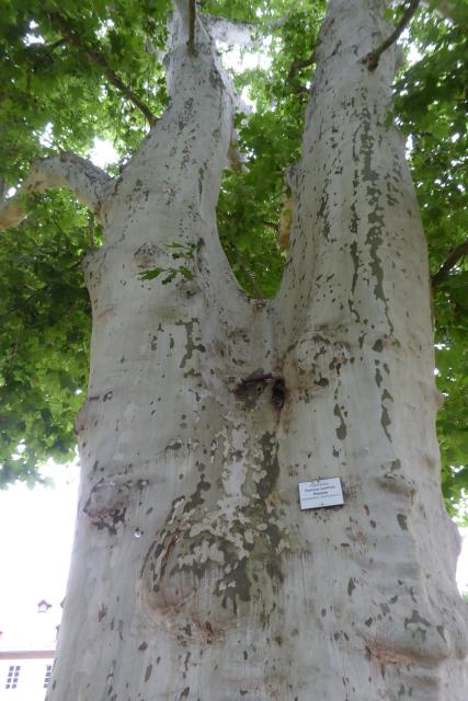 alte Platanen im Schlosspark von Bad Mergentheim