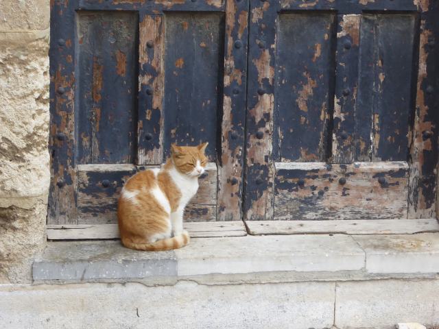 Katze auf Rhodos