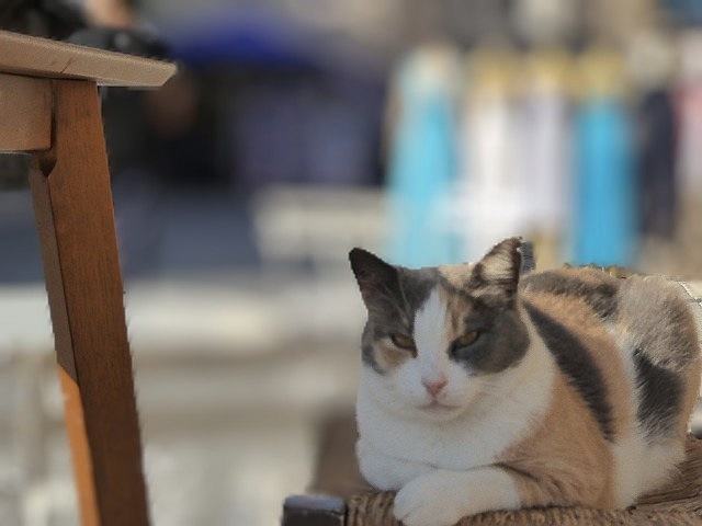 Katze auf Rhodos