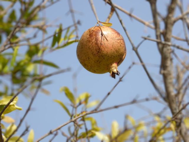 Granatapfel