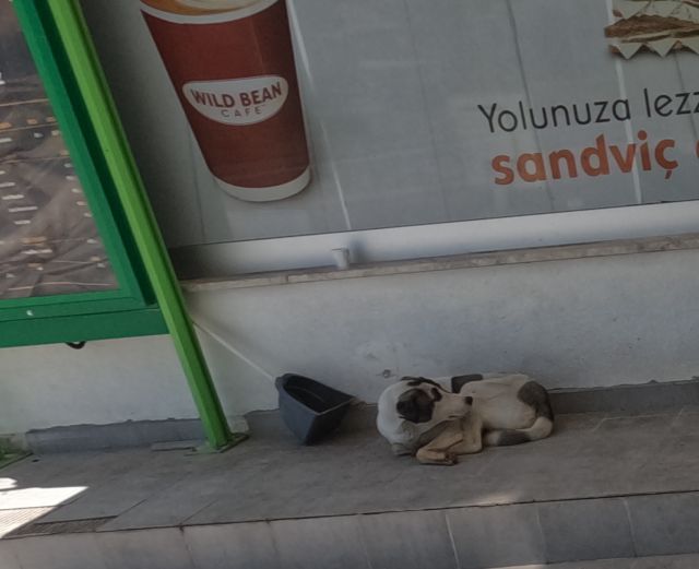 einer von vielen herrenlosen Hunden