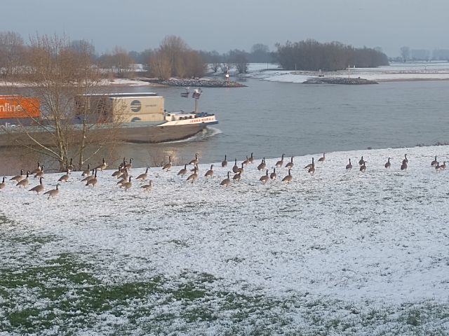 in den Rheinauen rasten zur Zeit tausende Wildgänse