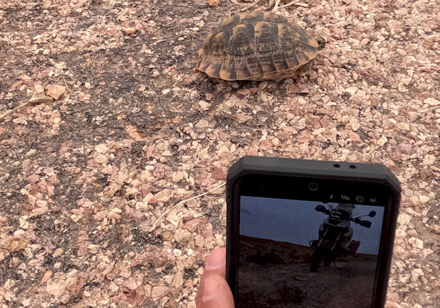 Unterwegs kreuzte eine kleine Schildkröte die Straße, die ich nach einem Foto kurzerhand sicher auf der anderen Seite absetzte.