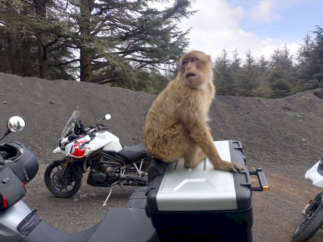 In den dichten Zedernwäldern begegneten euch dann die wohl bekanntesten Bewohner dieser Region: die Berberaffen. 