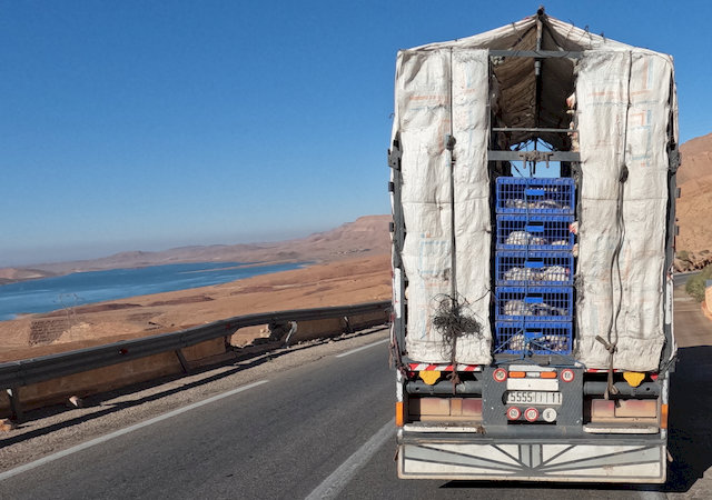 Auf dem Weg dorthin begleitet uns über viele Kilometer ein Lastwagen, dessen Ladefläche randvoll mit Hühnern ist – ein Bild, das man so schnell nicht vergisst.