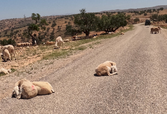 Einige Schafe lagen auf der Straße