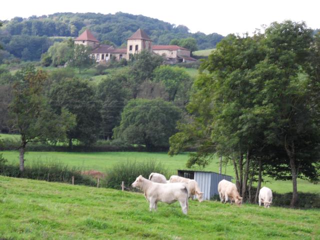 Charolais-Rinder bei
Germolles-sur-Grosne