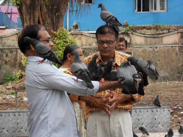 Taubenanbetung oder -fütterung