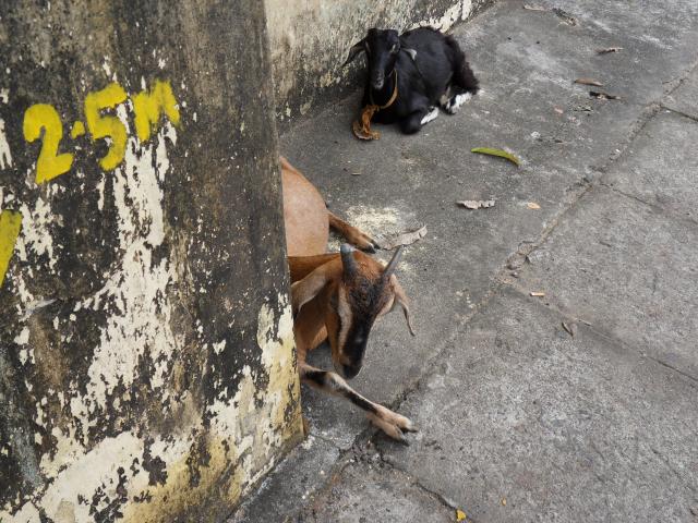 Ziegen auf dem Bürgersteig