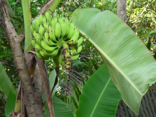 Bananenstauden in Dr. Mini´s Garten