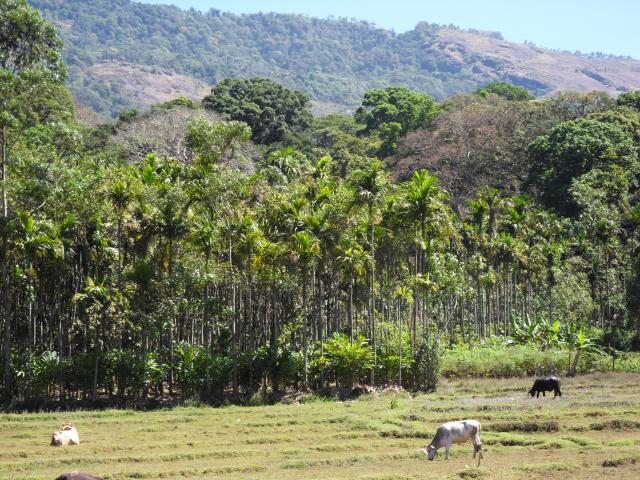 Landschaft bei Munnar