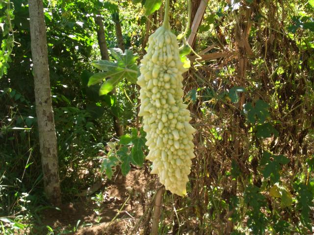 Welche Frucht ist das?