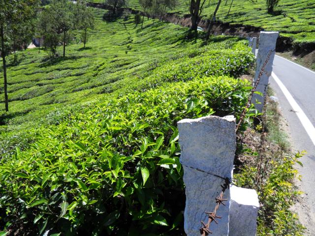 Teeplantagen bei Munnar