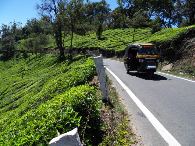 Teeplantagen bei Munnar