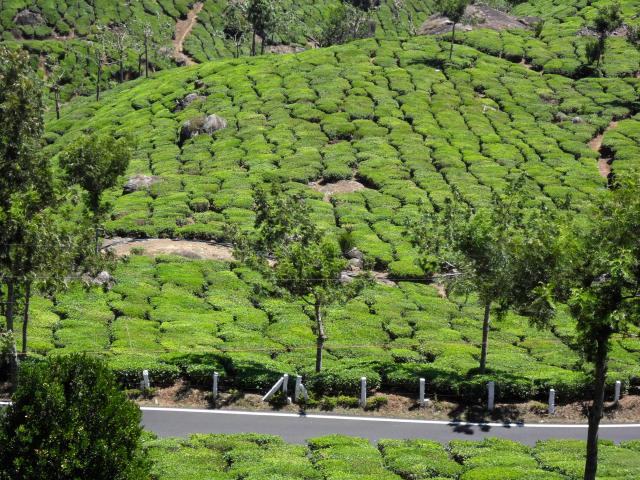 Teeplantagen bei Chinnakanal
