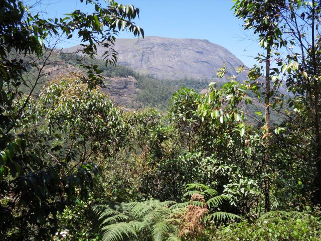 Blick auf das Anamudi-Gebirge (2.695 m)