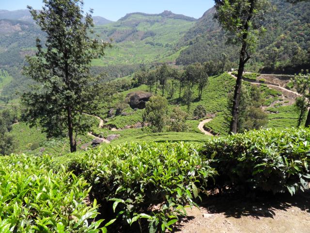 Teeplantagen vor Munnar