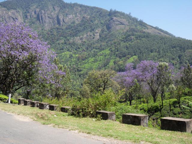 Landschaft vor Munnar