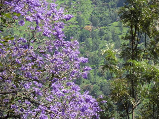Violette Baumblüten bestimmen das Bild.