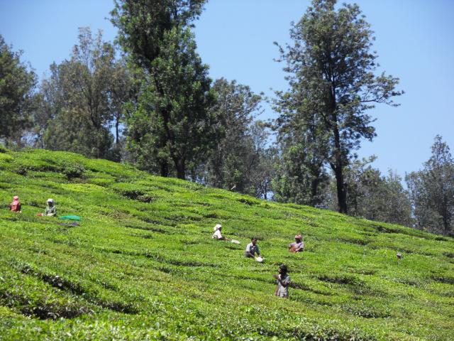Teepflücker bei der Arbeit
