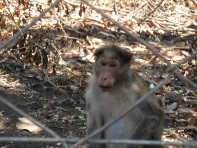 Affen im Chinnar Wildlife Sanctuary bei Marayoor