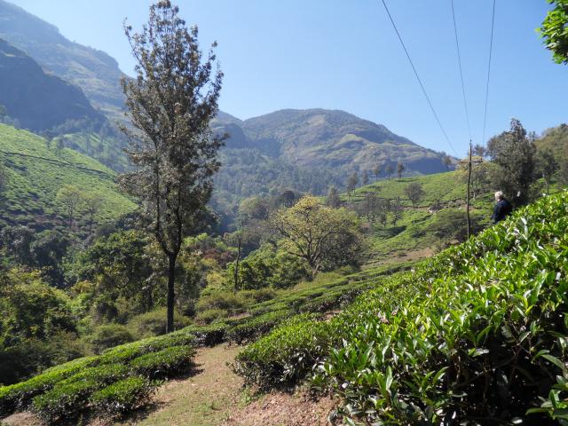 Gegend  um Munnar