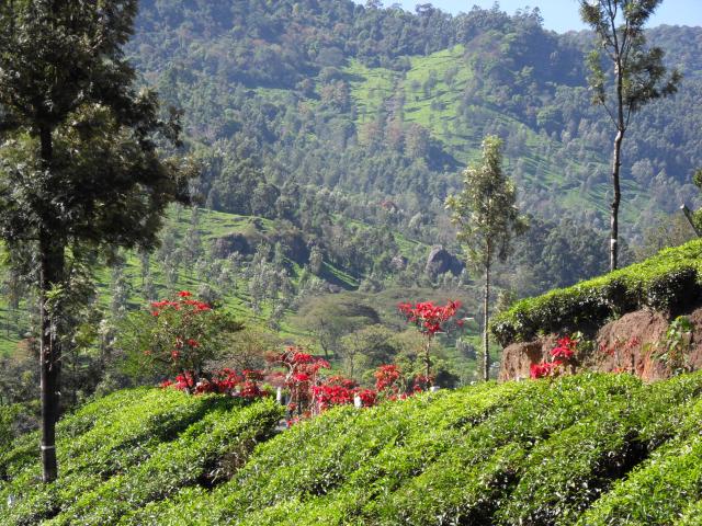 Tee und Weihnachssterne