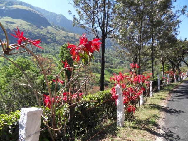 Tee und Weihnachssterne