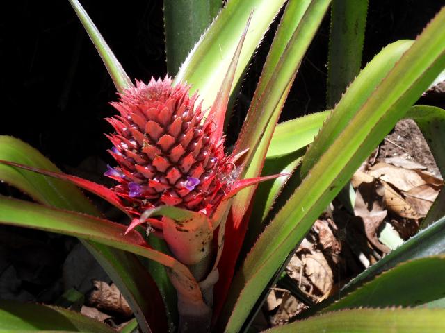 im Gewürzgarten bei Puppara