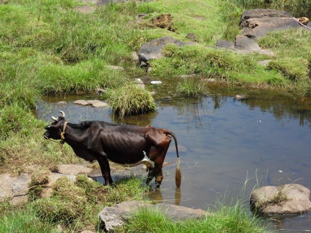 Badende im Pamba-Fluss