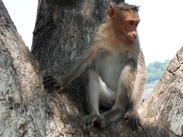 beim Restaurant am Thenmala Dam