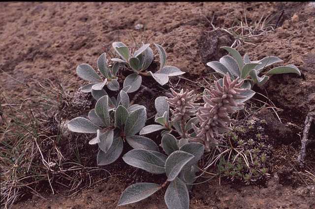 Nur ein Klick zur&uuml;ck zur Bild&uuml;bersicht !