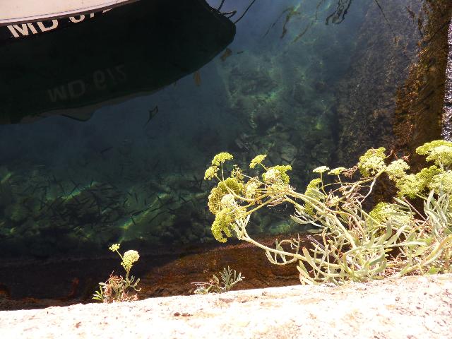 Glasklares Wasser in Moscenicka Draga