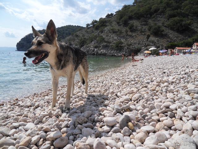 Der Hund sucht einen Spielgefährten.