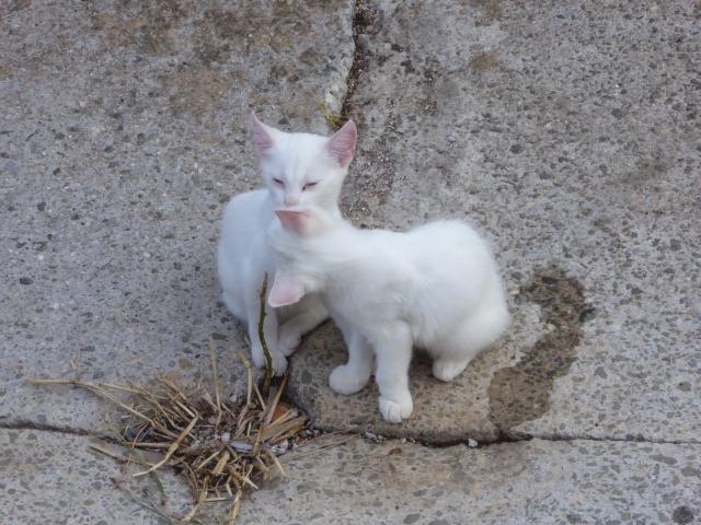 weiße Kätzchen im Abwasserkanal von Mošcenicka Draga