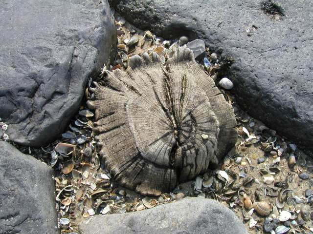abgeschliffenes Holz am Strand