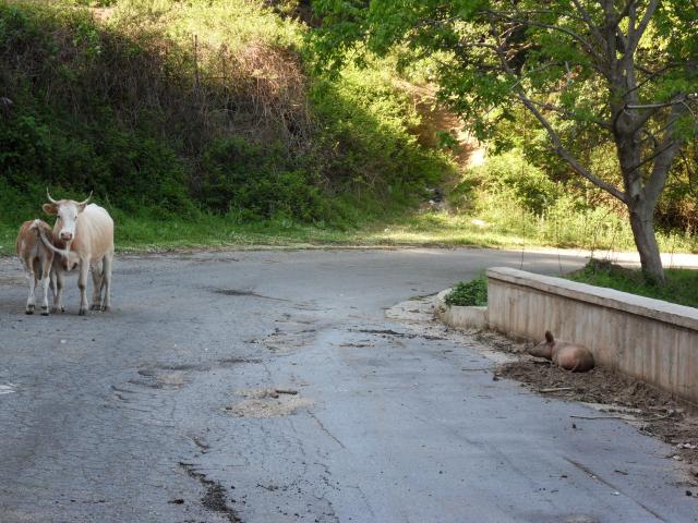 Tiere auf sditalienischen Straen