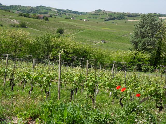 Weinbaugebiete im Gebiet um Asti