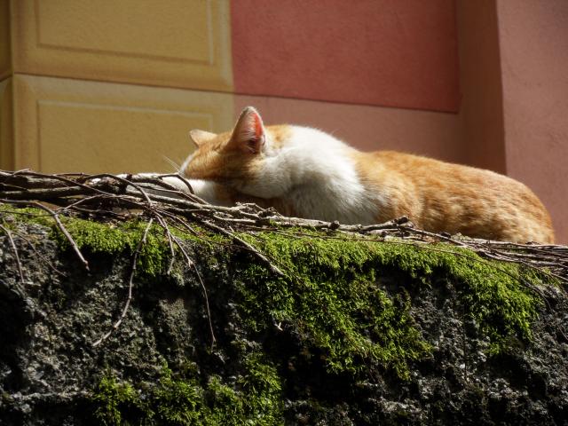 Katze in Campo Ligure