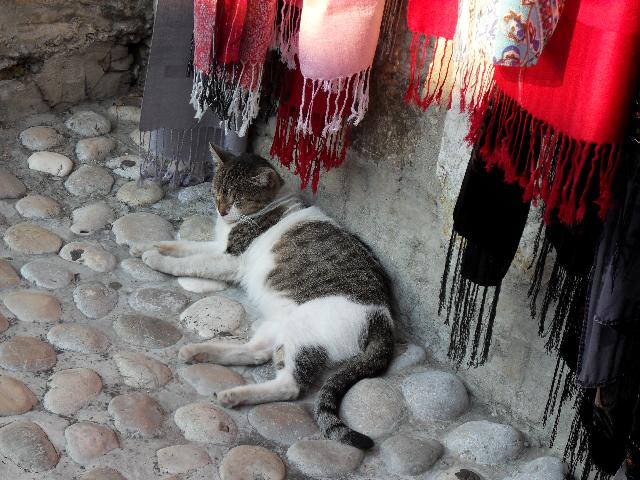Katze vor einem Geschäft an der Brücke von Mosta