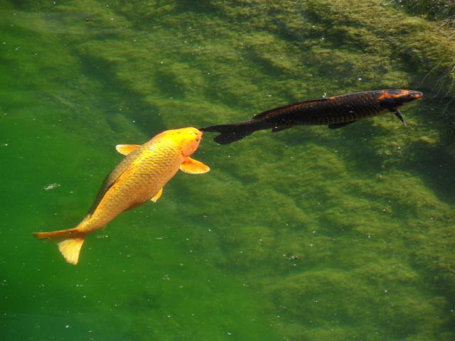 Koi-Karpfen im Duisburger Hafen