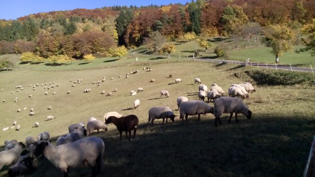 unterwegs durch die bereits herbstlich gefärbte Südeifel
