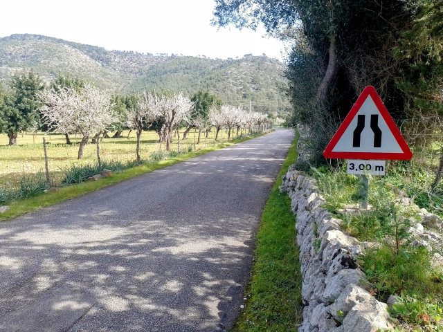 Mandelbl&uuml;te auf Mallorca